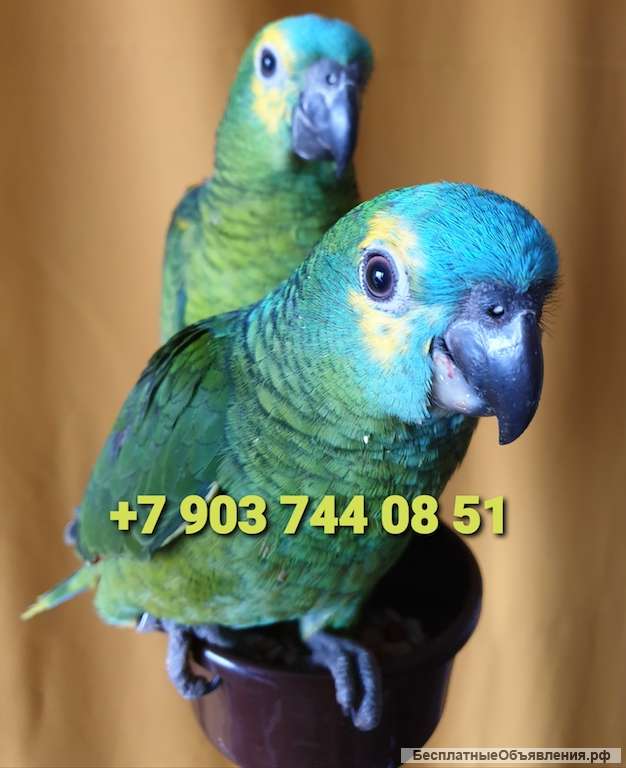 Синелобый амазон (Amazona aestiva aestiva) - ручные птенцы из питомника