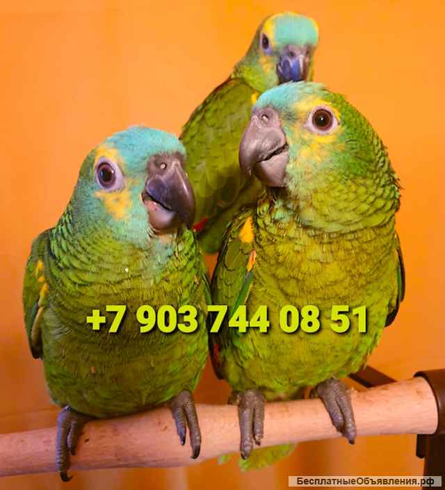 Синелобый амазон (Amazona aestiva aestiva) - ручные птенцы из питомника