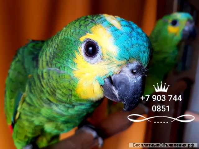 Синелобый амазон (Amazona aestiva aestiva) - ручные птенцы из питомника