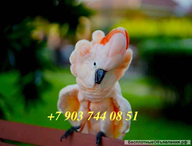 Молуккский какаду (Cacatua moluccensis) - ручные птенцы из питомника