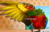 Гибрид попугаев ара Арлекин - птенцы выкормыши из питомника