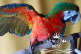 Гибрид попугаев ара Арлекин - птенцы выкормыши из питомника