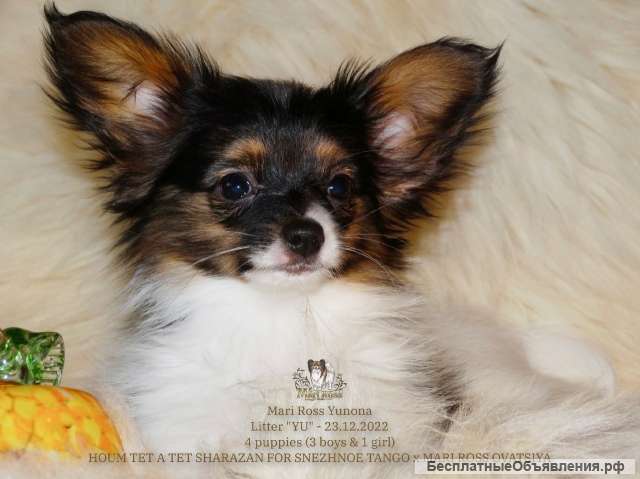 Щенок папийона девочка - Мари Росс Юнона