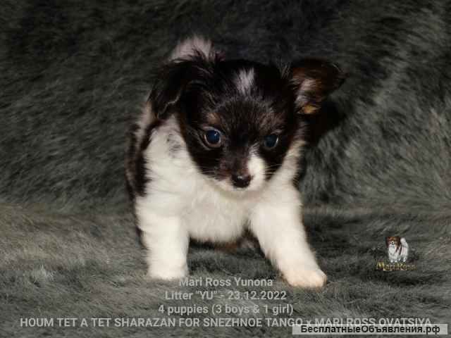 Щенок папийона девочка - Мари Росс Юнона