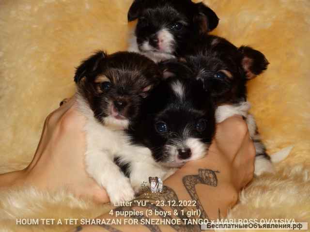 Щенок папийона девочка - Мари Росс Юнона