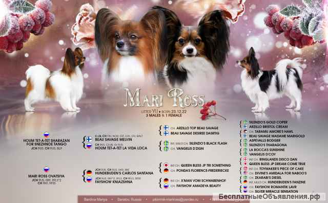 Щенок папийона девочка - Мари Росс Юнона