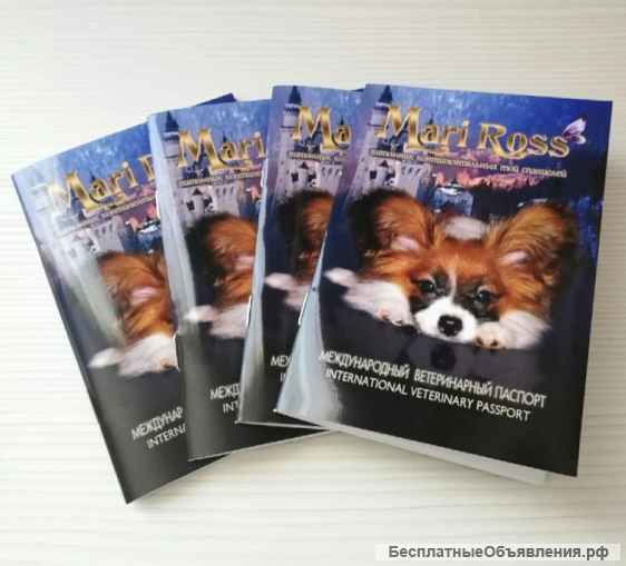 Щенок папийона девочка - Мари Росс Юнона