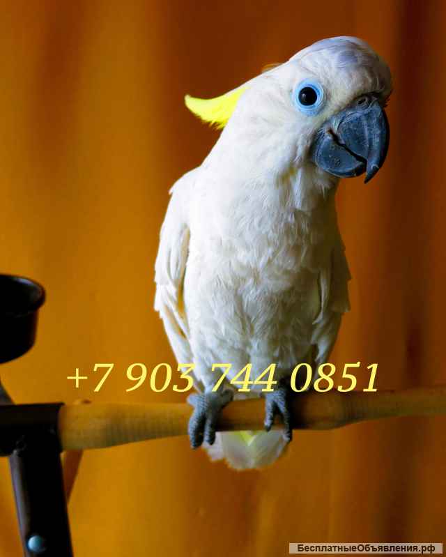 Желтохохлый какаду (Cacatua galerita triton) - ручные птенцы