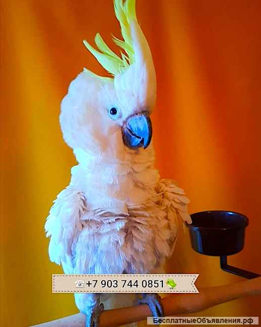 Желтохохлый какаду (Cacatua galerita triton) - ручные птенцы