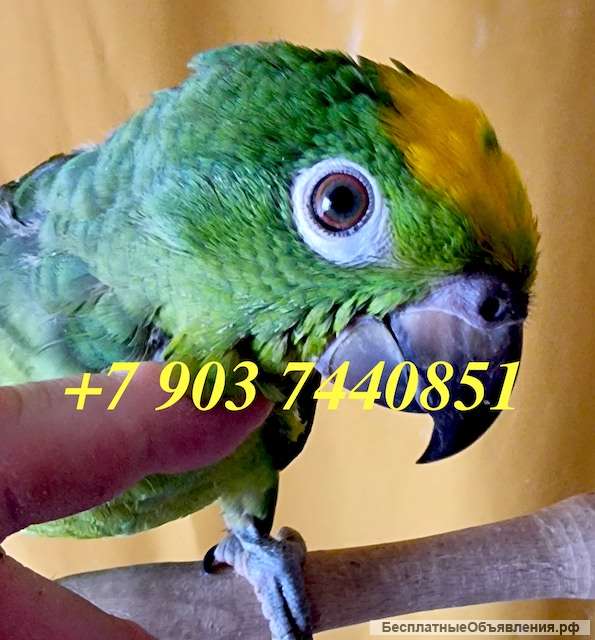 Желтолобый амазон (Amazona ochrocephala) - ручные птенцы из питомника