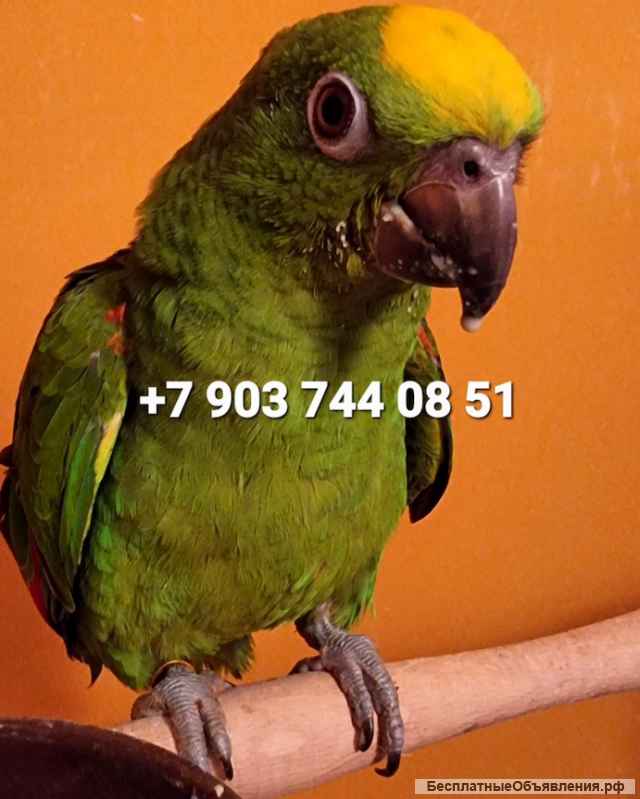 Желтолобый амазон (Amazona ochrocephala) - ручные птенцы из питомника