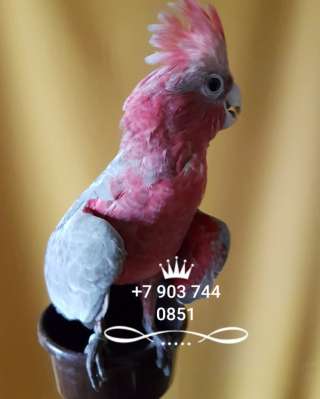 Розовый какаду (Eolophus roseicapilla) - ручные птенцы из питомника