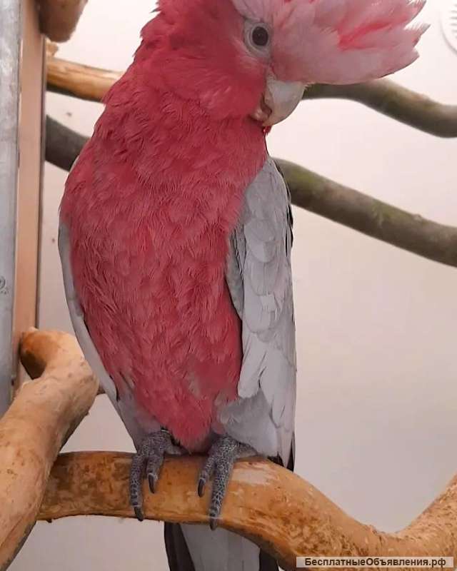 Розовый какаду (Eolophus roseicapilla) - ручные птенцы из питомника