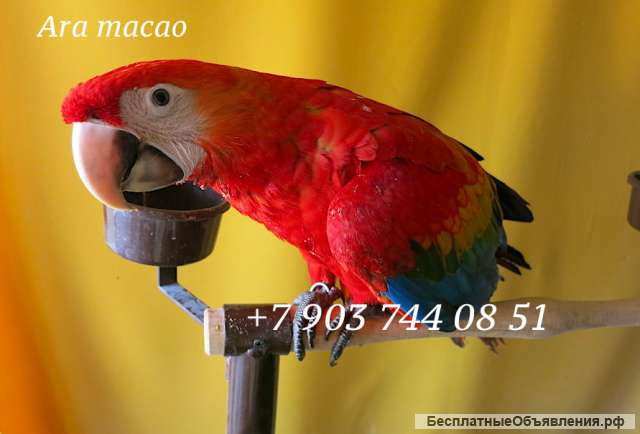 Красный ара (Ara macao) - птенцы выкормыши из питомника