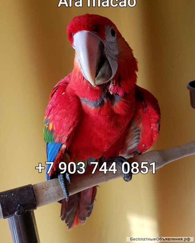 Красный ара (Ara macao) - птенцы выкормыши из питомника