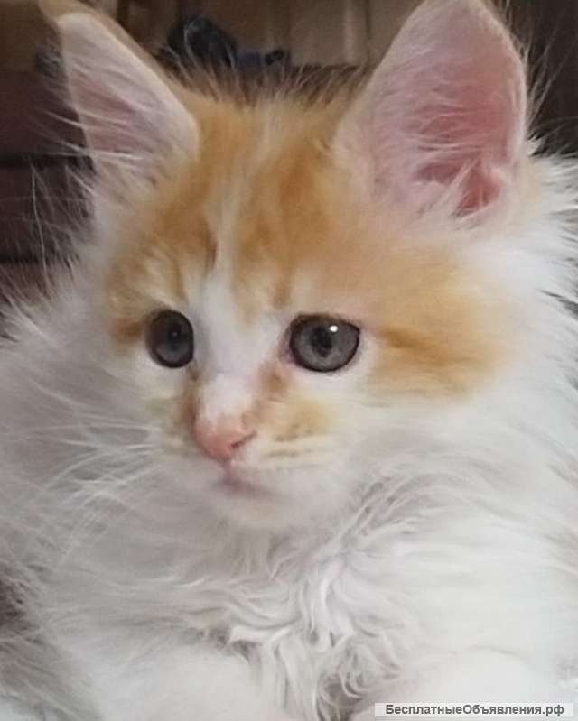 Котята Мейн кун