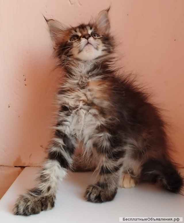 Котята Мейн кун