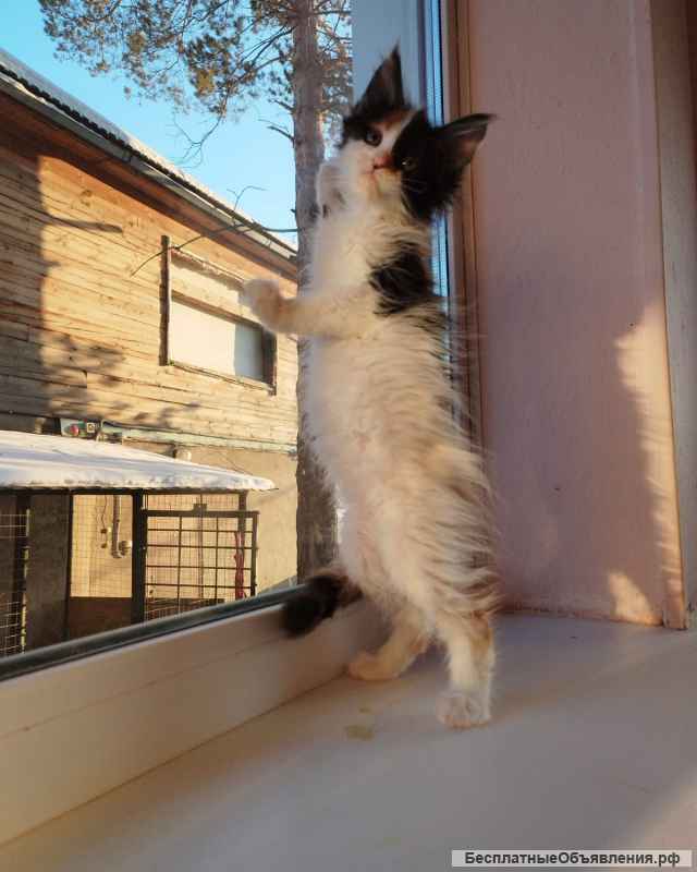 Котята Мейн кун