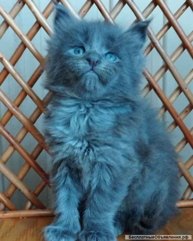 Котята Мейн кун