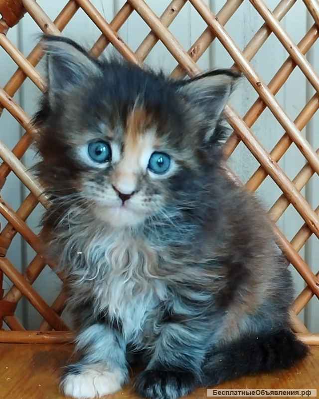 Котята Мейн кун