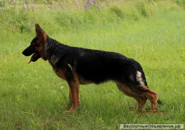 Высокопородные щенки немецкой овчарки