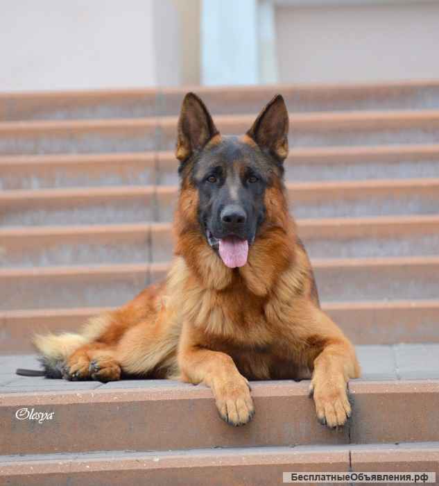 Высокопородные щенки немецкой овчарки