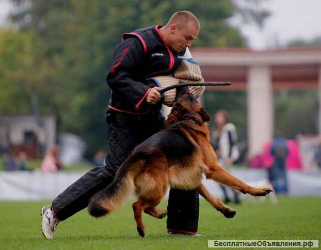 Высокопородные щенки немецкой овчарки