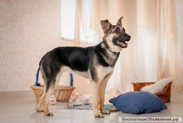 Добби мини овчарка бесплатно в добрые руки