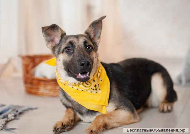 Добби мини овчарка бесплатно в добрые руки