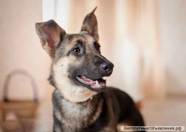 Добби мини овчарка бесплатно в добрые руки