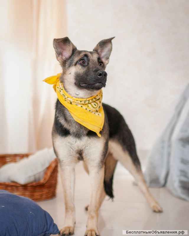 Добби мини овчарка бесплатно в добрые руки