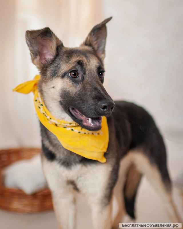 Добби мини овчарка бесплатно в добрые руки