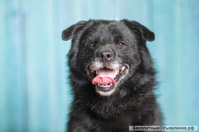 Джус метис немецкого шпица