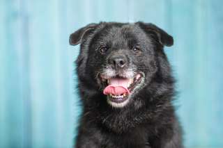 Джус метис немецкого шпица