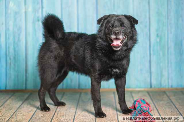 Джус метис немецкого шпица