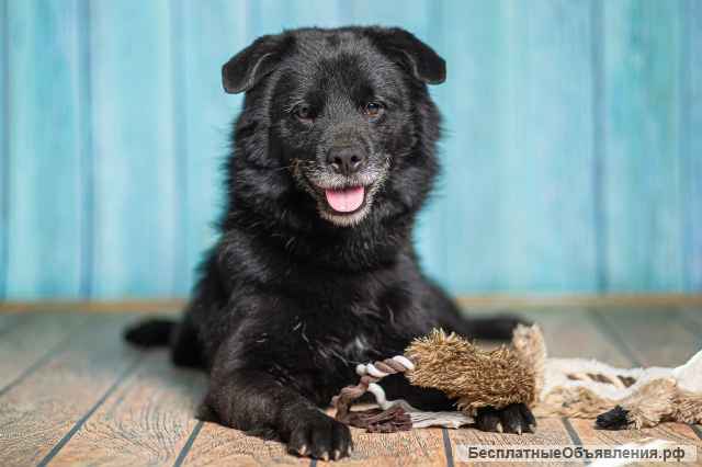 Джус метис немецкого шпица