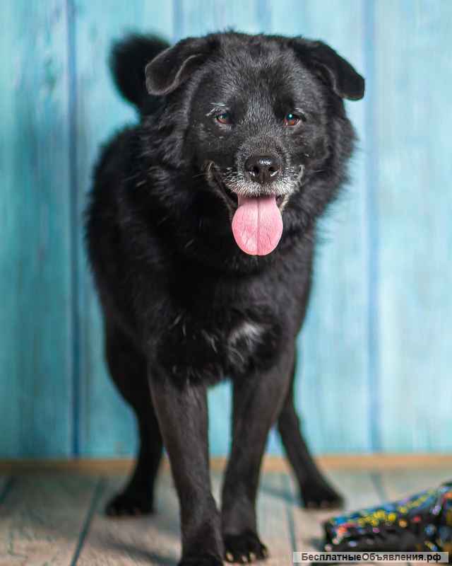 Джус метис немецкого шпица