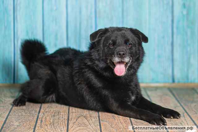 Джус метис немецкого шпица