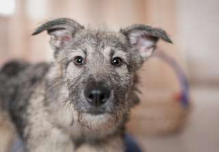 Юша в добрые руки