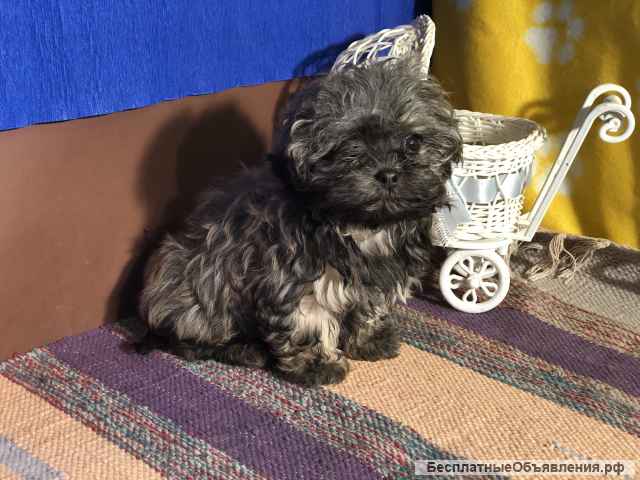 Русская цветная болонка, миниатюрная девочка