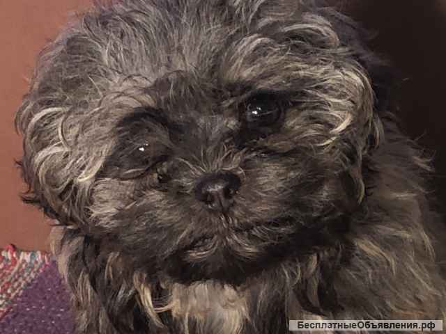 Русская цветная болонка, миниатюрная девочка