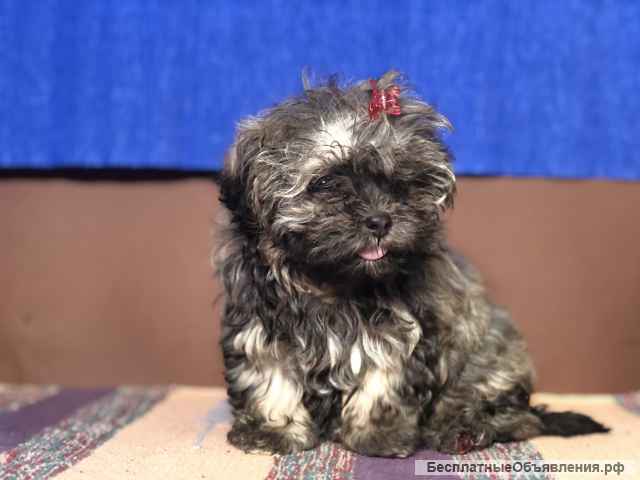 Русская цветная болонка, миниатюрная девочка