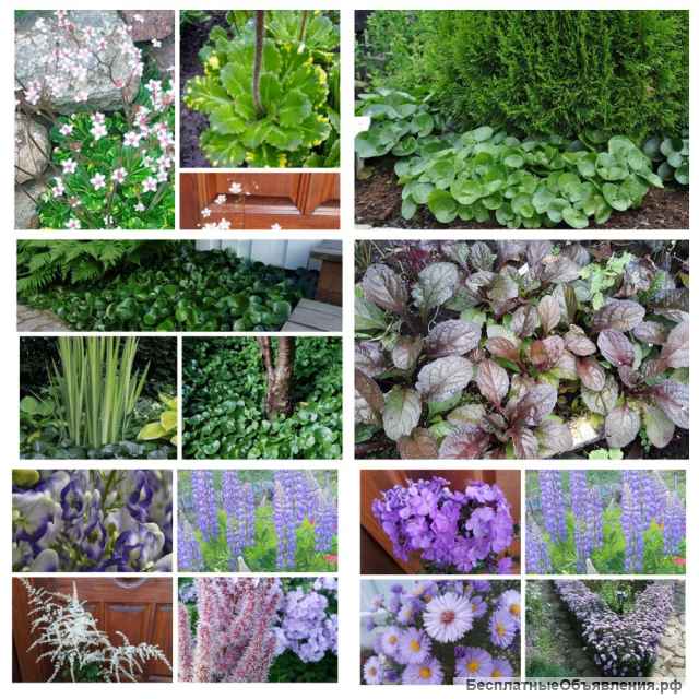 Камнеломка теневая«Вариегат», декоративна весь сезон