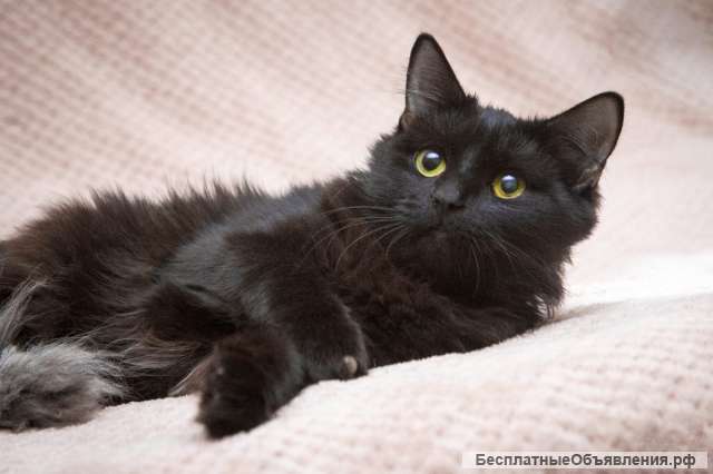 Очень красивая молодая кошка Эмми в добрые руки