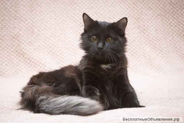 Очень красивая молодая кошка Эмми в добрые руки