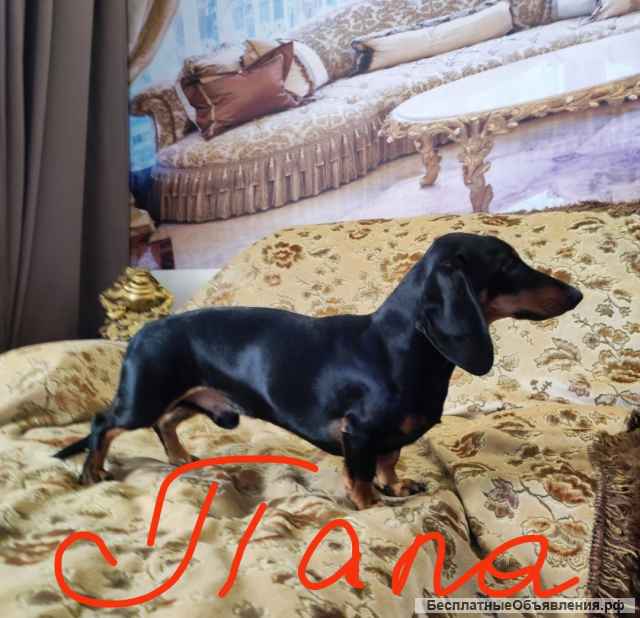 Породистые щенки таксы