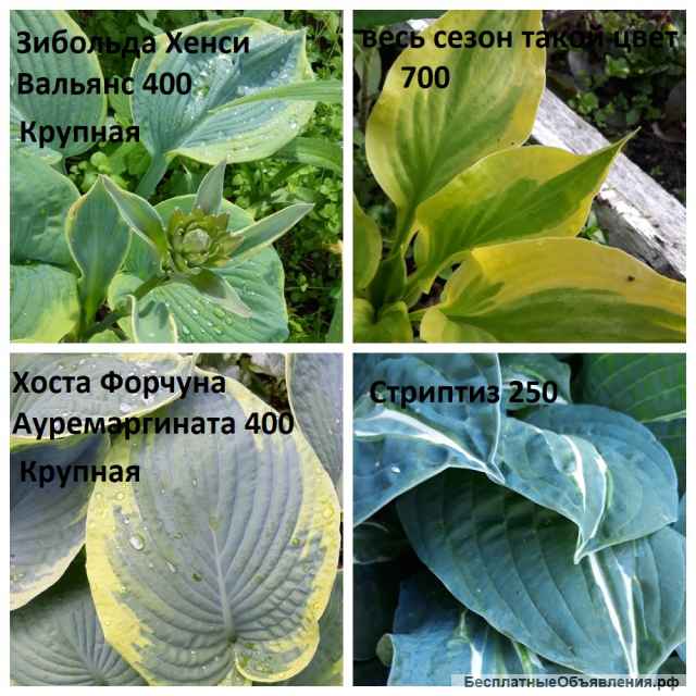 Хоста с белым кантом
