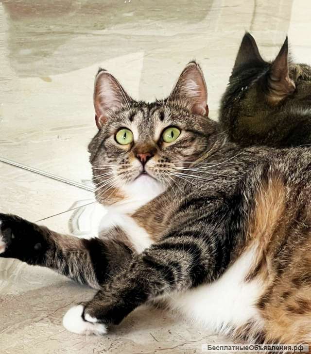 Шикарная кошечка Саша ищет дом