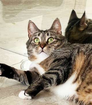 Шикарная кошечка Саша ищет дом