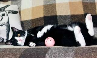 Особенный котик ищет дом